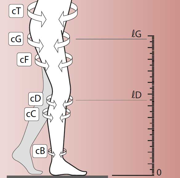 Illustrazione misure gamba